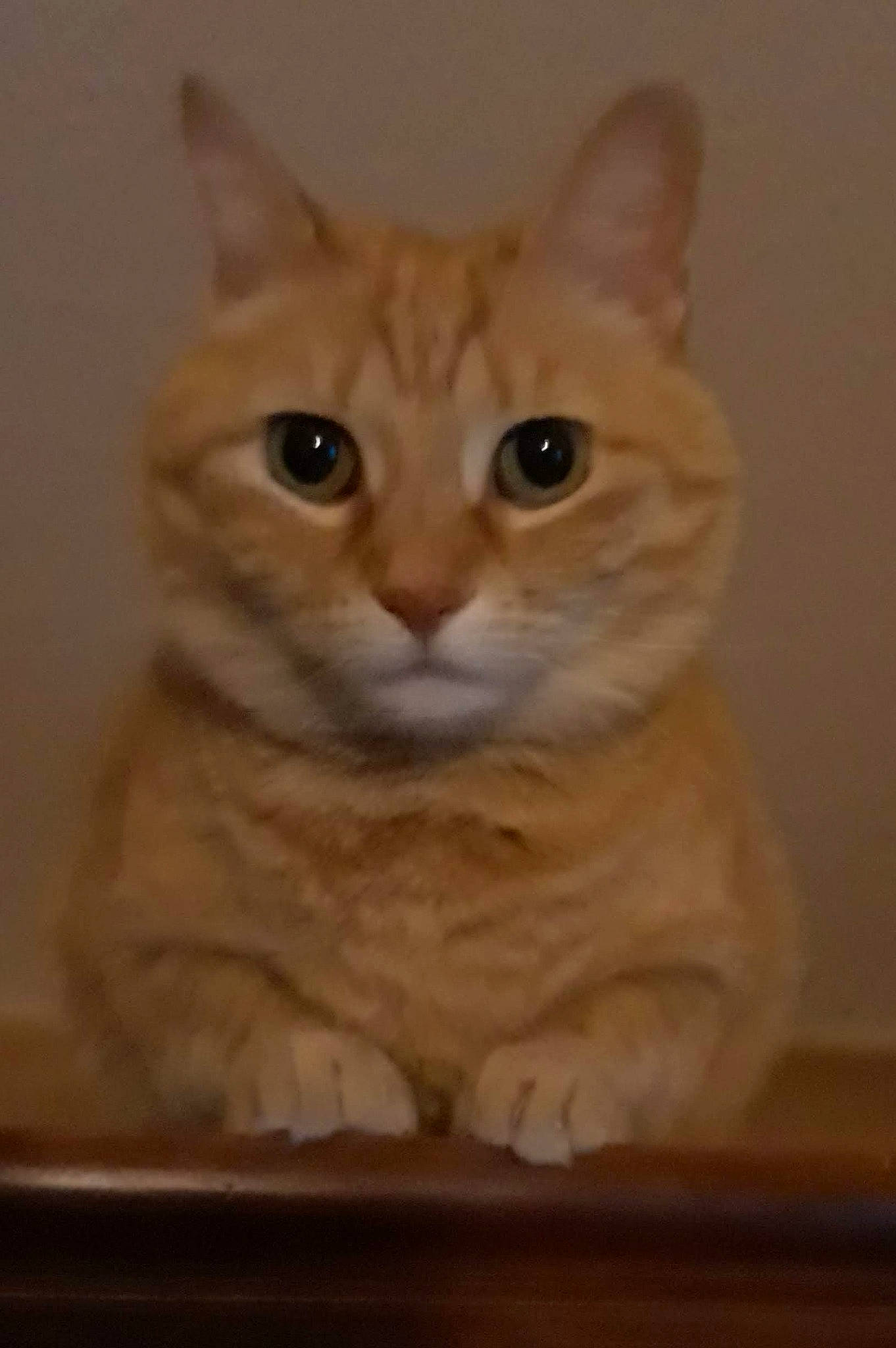 Lilou a rejoint le concours — aidez-le/la à gagner de superbes lots ! aegean_cat, arabian_mau, asian, australian_mist, burmilla, carnivore, cat, domestic_short_haired_cat, european_shorthair, fawn, felidae, kitten, mammal, small_to_medium_sized_cats, snout, tabby_cat, vertebrate, whiskers