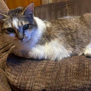Tulip is registered to the contest to win money with this photo: animal, brown, cat, closeup, comfort, couch, cozy, domestic, fur, furniture, home, indoor, mammal, pet, relaxed, resting, tabby, texture, whiskers, white