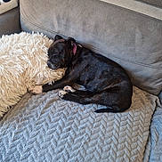 Awai a rejoint le concours — aidez-le/la à gagner de superbes lots ! dog, puppy, sleeping, couch, blanket, pillow, indoor, pet, resting, cozy, fur, brindle, collar, domestic_animal, furniture, cute, relaxation, animal, companion, home