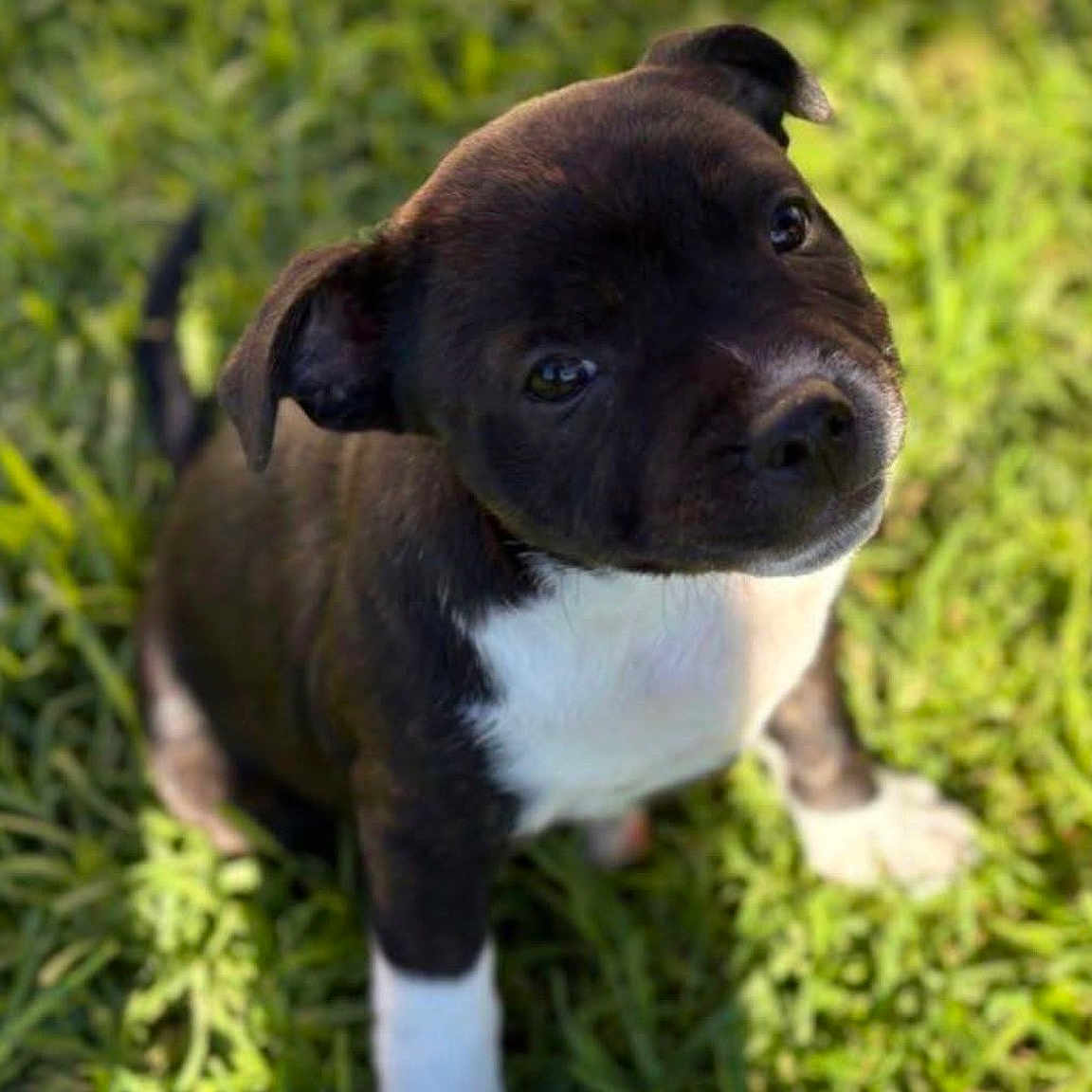 Awai a rejoint le concours — aidez-le/la à gagner de superbes lots ! adorable, animal, black_and_white, companion, cute, dog, ears, fur, grass, head_tilt, mammal, nature, outdoor, pet, playful, portrait, puppy, sunlight, whiskers, young