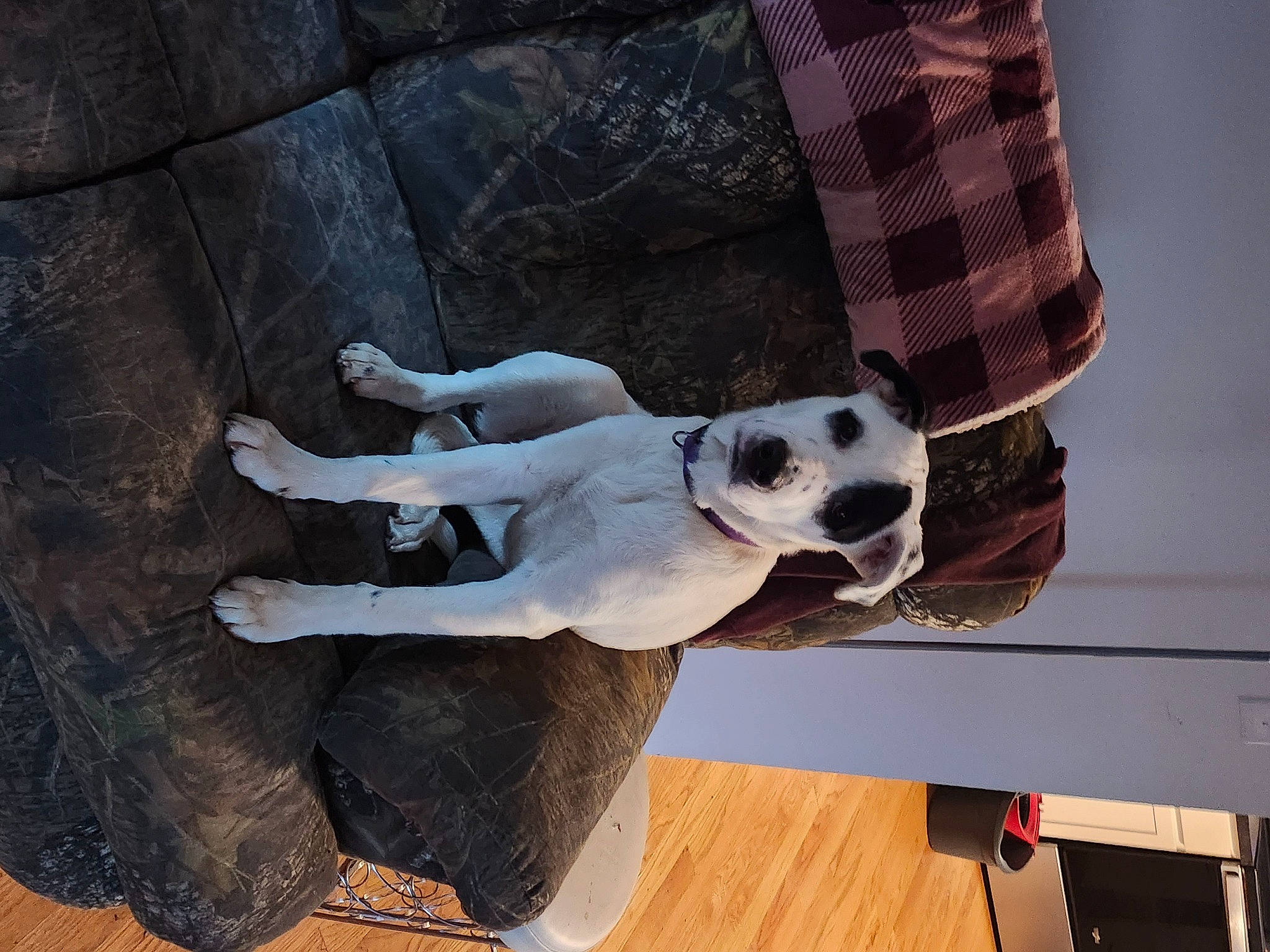 Layla joined the competition — help win amazing prizes! canidae, carnivore, collar, companion_dog, dalmatian, dog, dog_breed, dog_collar, dog_supply, fashion_accessory, fawn, pattern, pet_supply, plaid, sleeve, snout, sporting_group, tartan, wood, working_animal