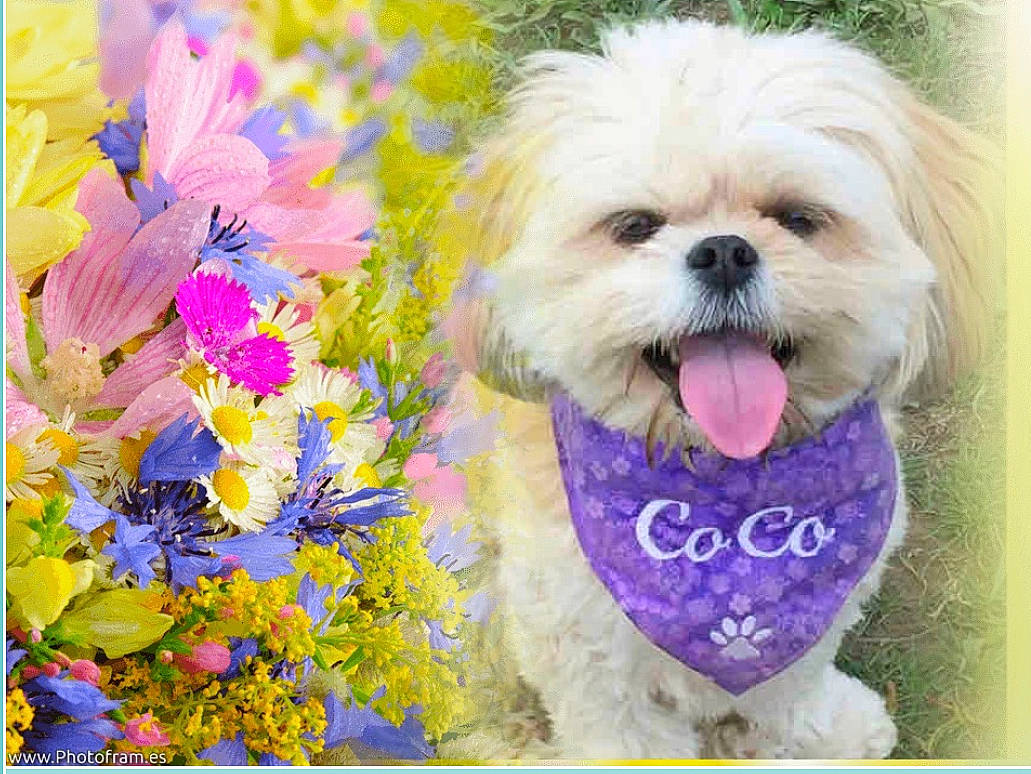 Coco joined the competition — help win amazing prizes! canidae, carnivore, companion_dog, dog, dog_breed, dog_clothes, dog_supply, fawn, flower, font, happy, liver, pet_supply, petal, pink, plant, shih_tzu, snout, sporting_group, toy_dog