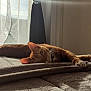 cat, ginger_cat, indoor, blanket, sunlight, curtain, relaxing, pet, feline, cozy, resting, soft_texture, window, daylight, animal, lazy, home, fur, whiskers, paws