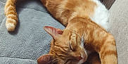 Rox participe au concours pour gagner de l'argent avec cette photo : cat, orange_tabby, sleeping, couch, gray_fabric, pillow, relaxed, indoor, pet, feline, whiskers, pink_paws, stretched_out, nap, home, cozy, domestic_animal, fur, resting, remote_control