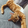 cat, orange_tabby, sleeping, couch, gray_fabric, pillow, relaxed, indoor, pet, feline, whiskers, pink_paws, stretched_out, nap, home, cozy, domestic_animal, fur, resting, remote_control