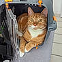 cat, orange_tabby, pet_carrier, open_door, white_paws, curious_eyes, indoor, tiled_floor, shoe, resting, domestic_cat, feline, animal, pet, cozy, comfortable, close_up, soft_light, relaxed, portrait