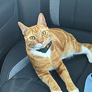 Rox a rejoint le concours — aidez-le/la à gagner de superbes lots ! cat, ginger_cat, tabby, pet, animal, car_seat, collar, indoor, feline, looking, relaxed, yellow_eyes, whiskers, orange, white_paws, seatbelt, fabric, car_interior, domestic_animal, closeup