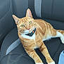 cat, ginger_cat, tabby, pet, animal, car_seat, collar, indoor, feline, looking, relaxed, yellow_eyes, whiskers, orange, white_paws, seatbelt, fabric, car_interior, domestic_animal, closeup