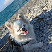 Myrtille a rejoint le concours — aidez-le/la à gagner de superbes lots ! dog, small_dog, fluffy, white_fur, outdoor, rocky_shore, ocean, sunlight, tongue_out, happy, pet, canine, nature, daylight, animal, leash, relaxing, smiling, ears_up, water