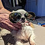 Myrtille a rejoint le concours — aidez-le/la à gagner de superbes lots ! dog, sunglasses, hands, indoor, fur, pet, cute, close_up, white_fur, small_dog, relaxing, face, paws, leisure, comfort, accessory, animal, portrait, table, shadow