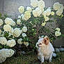Myrtille a rejoint le concours — aidez-le/la à gagner de superbes lots ! dog, small_dog, fluffy, grass, flowers, hydrangea, bush, outdoor, nature, pet, garden, stone_wall, leaf, plant, sunlight, side_view, animal, fur, sitting, calm