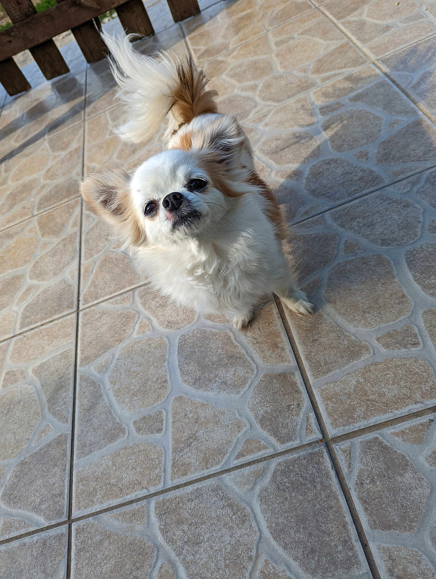 Myrtille