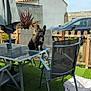 Noris a rejoint le concours — aidez-le/la à gagner de superbes lots ! dog, french_bulldog, patio, table, chair, umbrella, backyard, fence, car, plant, grass, blanket, sunny, outdoor, pet, garden, leisure, domestic_animal, daytime, relaxation