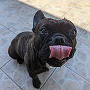 Noris a rejoint le concours — aidez-le/la à gagner de superbes lots ! dog, french_bulldog, black_dog, tongue_out, pet, animal, close_up, outdoor, tile_floor, sunlight, shadow, cute, playful, muzzle, whiskers, sitting, small_dog, companion, domestic_animal, friendly