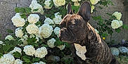 Noris participe au concours pour gagner de l'argent avec cette photo : dog, french_bulldog, brindle, flower_bush, hydrangea, white_flowers, grass, outdoor, sunlight, plant, leaf, nature, pet, animal, garden, wall, stone, greenery, canine, summer