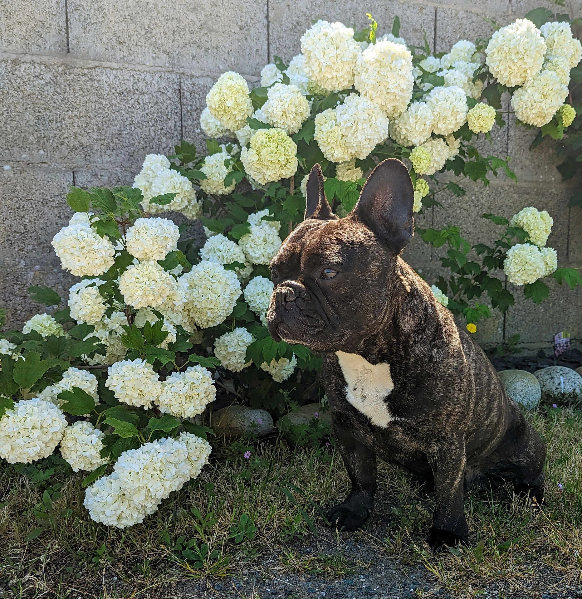 Noris participe au concours pour gagner de l'argent avec cette photo : dog, french_bulldog, brindle, flower_bush, hydrangea, white_flowers, grass, outdoor, sunlight, plant, leaf, nature, pet, animal, garden, wall, stone, greenery, canine, summer