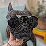 Noris participe au concours pour gagner de l'argent avec cette photo : dog, black_dog, sunglasses, aviator_sunglasses, pet, animal, portrait, close_up, hand, bracelet, reflection, indoor, chair, blurred_background, cute, domestic_animal, face, snout, ears, fur