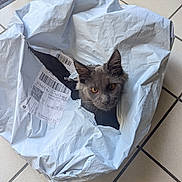 Athène participe au concours pour gagner de l'argent avec cette photo : cat, gray_cat, package, plastic_bag, tiled_floor, indoor, pet, curious, animal, feline, eyes, ears, head, hole, crumpled, label, barcode, shipping_label, floor_tile, chair_wheel