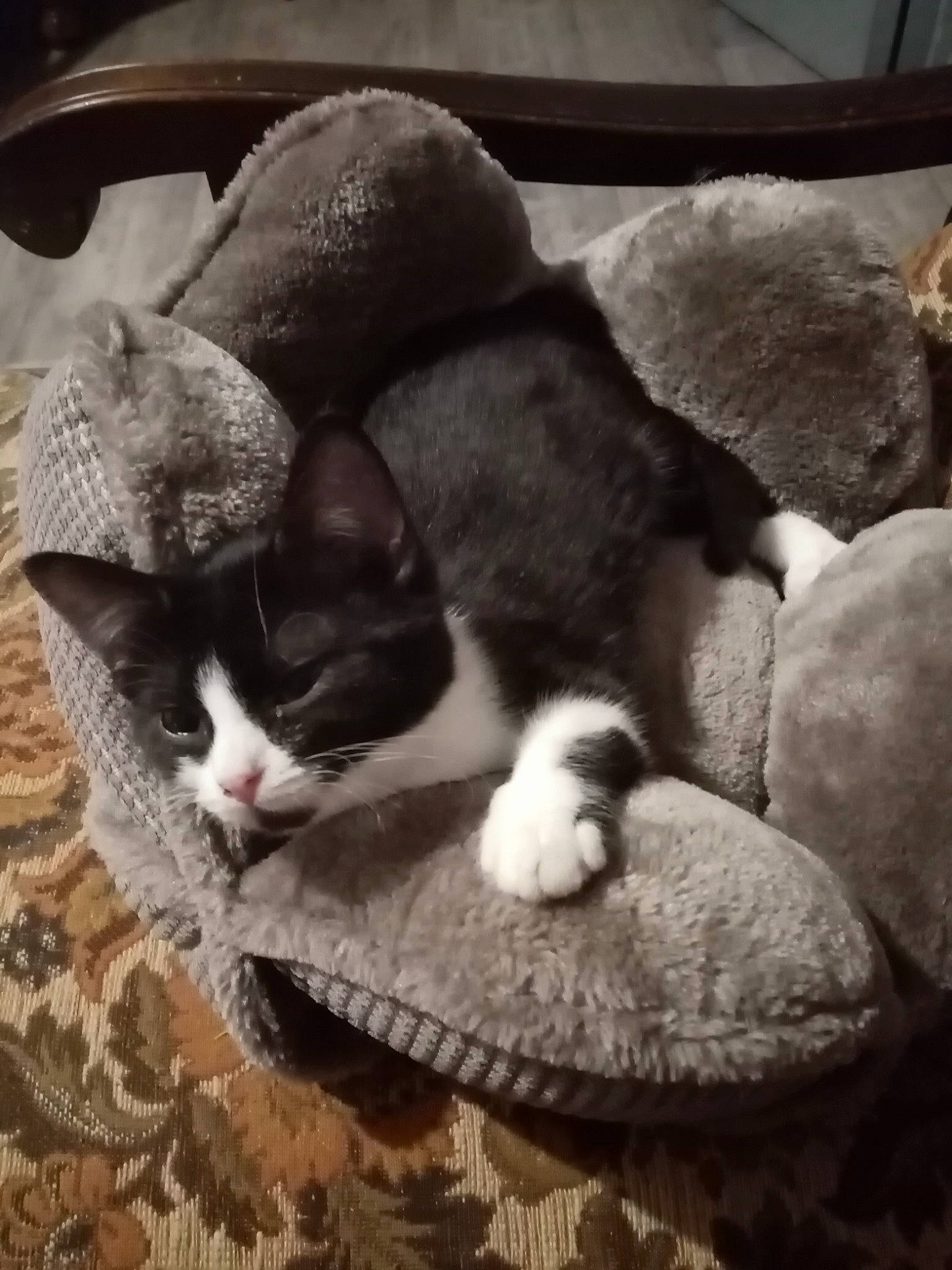 Fifille participe au concours pour gagner de l'argent avec cette photo : carnivore, cat, cat_bed, cat_supply, comfort, domestic_short_haired_cat, felidae, fur, home_accessories, nap, paw, pet_supply, sleep, small_to_medium_sized_cats, tail, vertebrate, whiskers