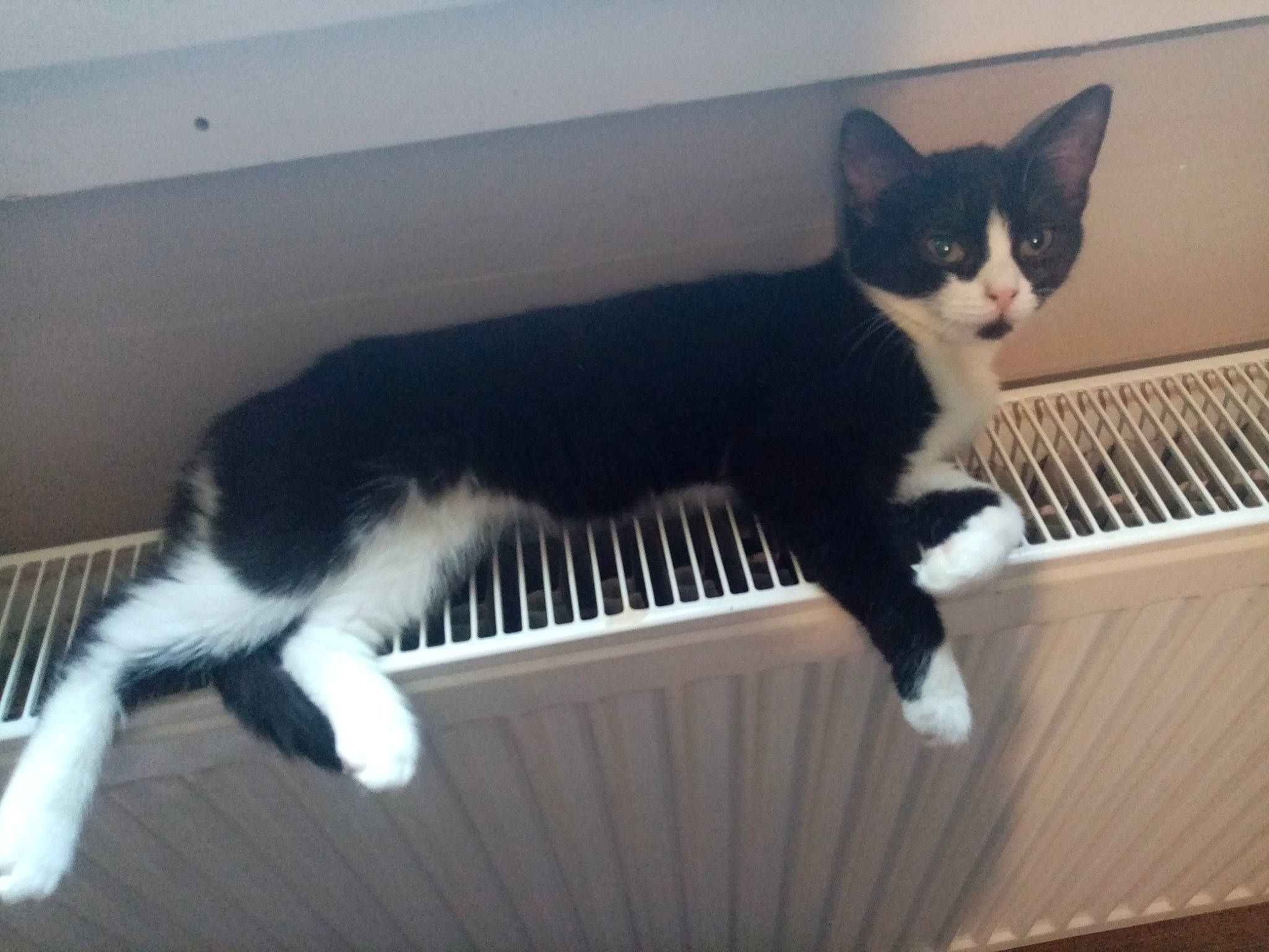 Fifille participe au concours pour gagner de l'argent avec cette photo : carnivore, cat, domestic_short_haired_cat, felidae, fur, grey, paw, pet_supply, small_to_medium_sized_cats, snout, tail, vertebrate, whiskers