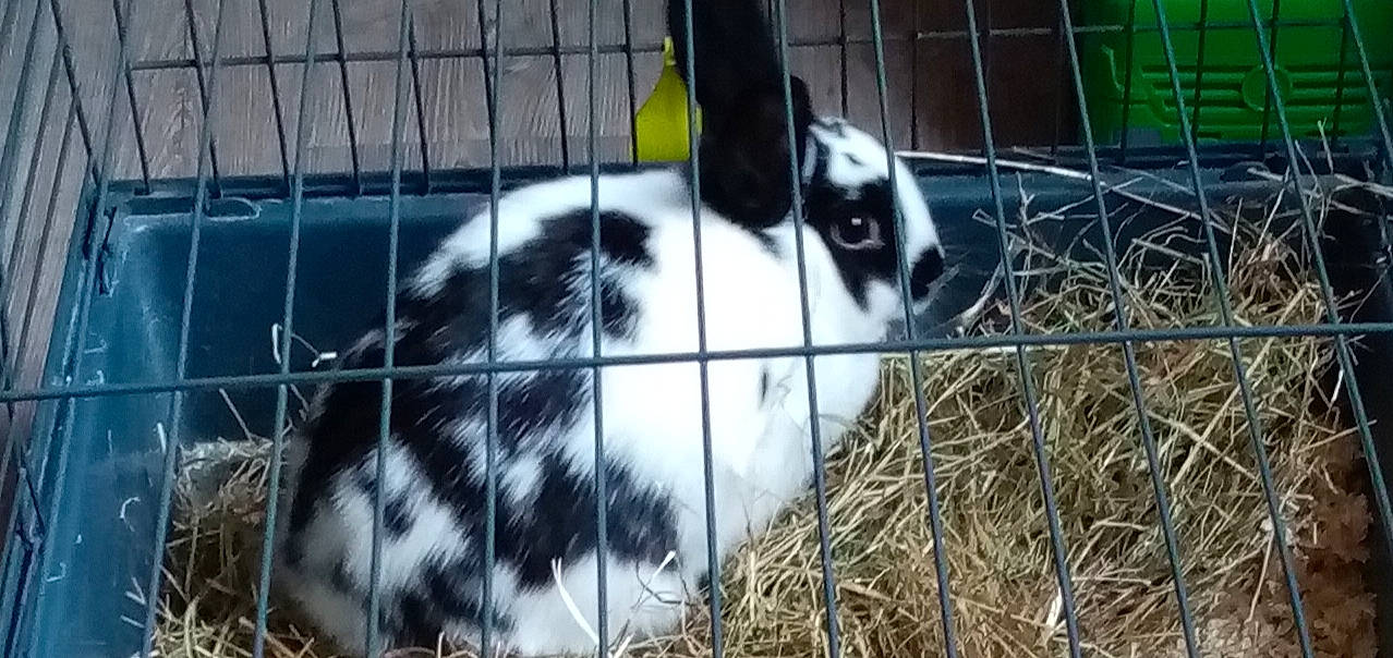 Nenette a rejoint le concours — aidez-le/la à gagner de superbes lots ! animal_shelter, cage, chain_link_fencing, domestic_rabbit, fence, fur, hay, home_fencing, mesh, pet_supply, rabbit, rabbits_and_hares, service, snout, straw, terrestrial_animal, vertebrate, whiskers, wire_fencing