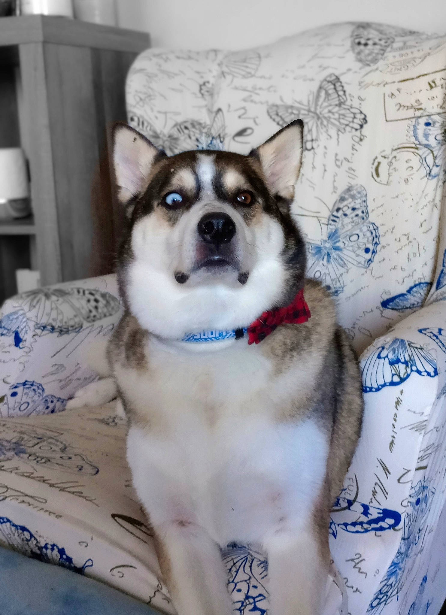 Tanto is registered to the contest to win money with this photo: canidae, carnivore, collar, comfort, companion_dog, dog, dog_breed, dog_supply, fur, linens, non_sporting_group, pattern, sled_dog, sporting_group, terrestrial_animal, whiskers, working_animal, working_dog