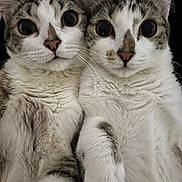 Tom And Angela is registered to the contest to win money with this photo: cat, feline, pets, closeup, two_cats, whiskers, fur, eyes, face, animal, cute, domestic_cat, friendship, companions, indoor, portrait, mammal, nose, ears, curious