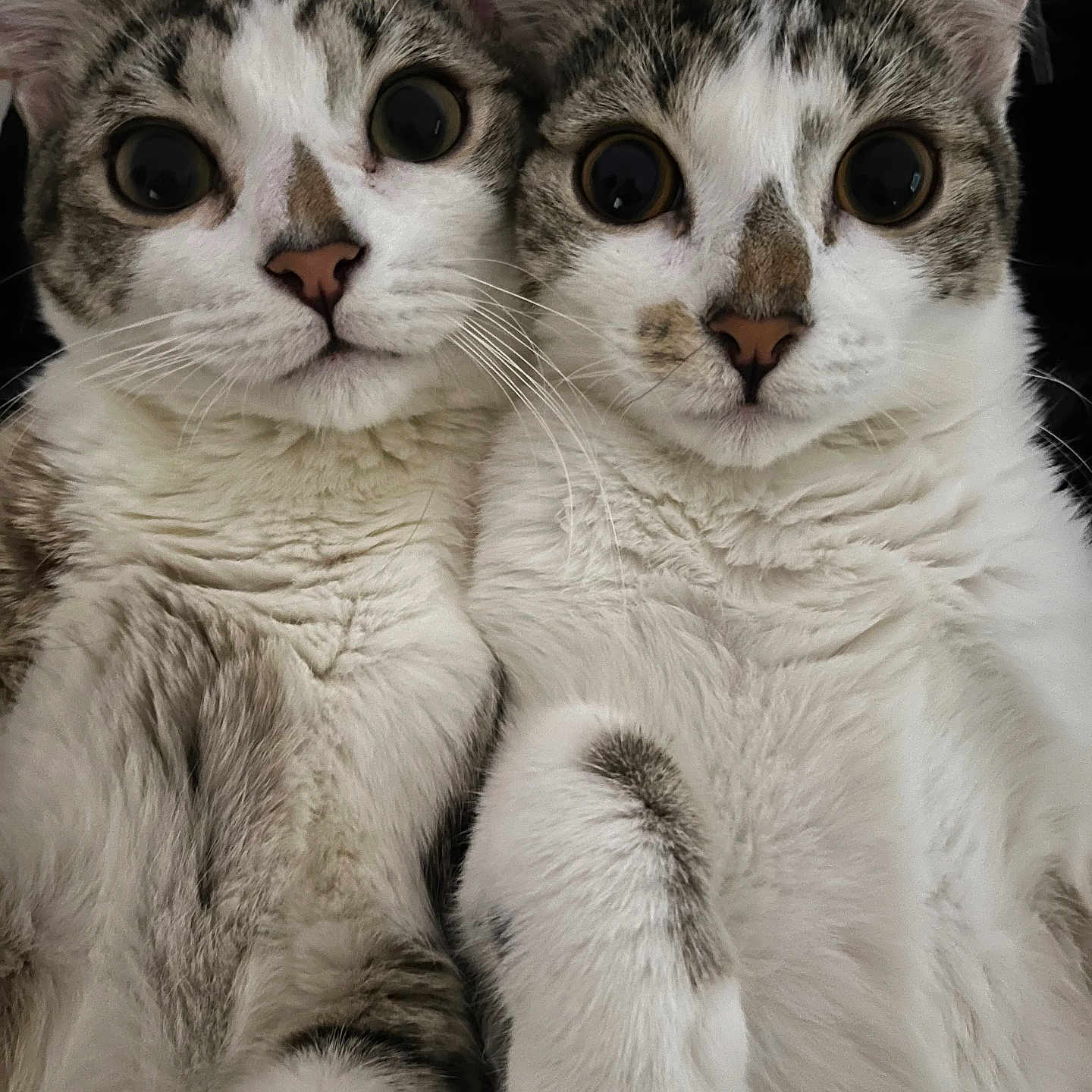 Tom And Angela is registered to the contest to win money with this photo: animal, cat, closeup, companions, curious, cute, domestic_cat, ears, eyes, face, feline, friendship, fur, indoor, mammal, nose, pets, portrait, two_cats, whiskers