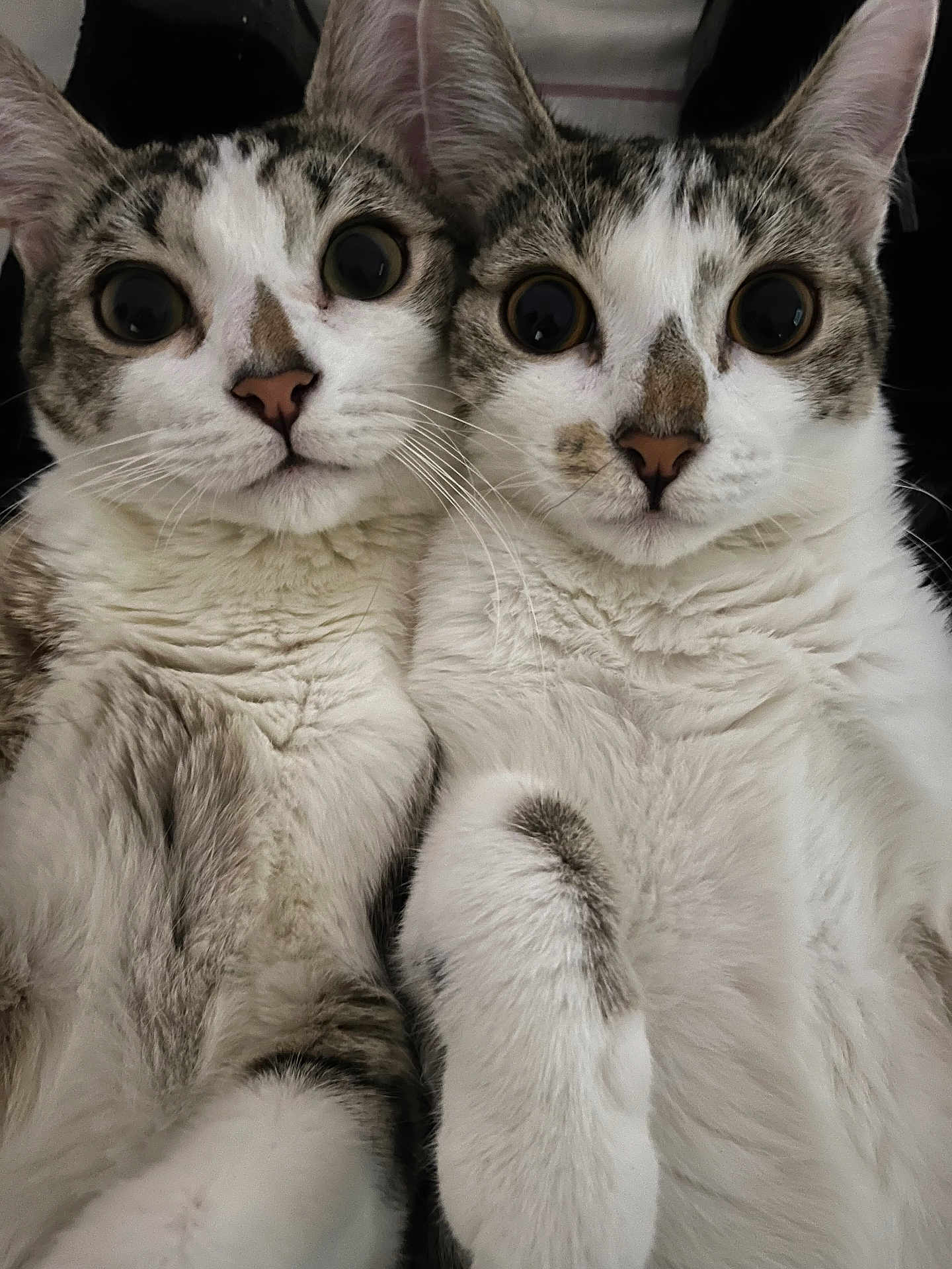 Tom And Angela is registered to the contest to win money with this photo: cat, feline, pets, closeup, two_cats, whiskers, fur, eyes, face, animal, cute, domestic_cat, friendship, companions, indoor, portrait, mammal, nose, ears, curious