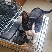 Fingers joined the competition — help win amazing prizes! cat, black_and_white, dishwasher, kitchen, curious, pet, animal, whiskers, ears, tail, floor, indoor, appliance, metal, home, looking_up, close_up, domestic, feline, pink_nose