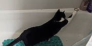 Fingers is registered to the contest to win money with this photo: cat, bathtub, black_and_white, stretching, bath_mat, hair_tie, shampoo_bottle, conditioner_bottle, bathroom, white, tile, curtain, pet, indoor, feline, playful, cleaning_products, animal, side_view, paw