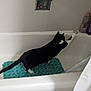 cat, bathtub, black_and_white, stretching, bath_mat, hair_tie, shampoo_bottle, conditioner_bottle, bathroom, white, tile, curtain, pet, indoor, feline, playful, cleaning_products, animal, side_view, paw