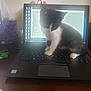 kitten, cat, laptop, keyboard, desk, computer_screen, tissue_box, figurine, workstation, indoors, black_and_white, pet, technology, office, wooden_table, cord, notebook, pen, home_office, cute