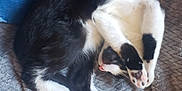 Fingers joined the competition — help win amazing prizes! animal, black_and_white, blanket, cat, claws, comfort, cozy, curled_up, cute, feline, fur, indoor, nap, paws, pet, relaxed, resting, sleeping, soft, whiskers