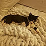 kitten, cat, sleeping, blanket, knitted_blanket, white, black, cozy, cushion, indoor, pet, fur, resting, cute, animal, soft, comfort, relaxation, home, warm_lighting
