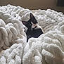 cat, kitten, black_and_white, yarn, blanket, cozy, indoor, soft, texture, cute, pet, animal, curious, feline, nest, white, loop, closeup, comfort, relaxation