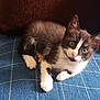 kitten, cat, black_and_white, fur, whiskers, blue_fabric, checkered_pattern, cushion, pillow, indoor, pet, curious, lying_down, close_up, animal, young, cute, tabby, resting, small