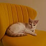 Toes joined the competition — help win amazing prizes! kitten, cat, yellow_chair, furniture, pet, animal, indoor, resting, cute, small, fur, whiskers, tail, domestic_animal, cozy, relaxed, mammal, young, sitting, blur