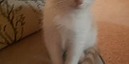Toes is registered to the contest to win money with this photo: kitten, cat, pet, indoor, couch, carpet, furniture, animal, young, small, orange, white, cute, feline, sitting, blurred, domestic, whiskers, ears, soft