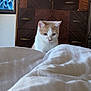 Toes joined the competition — help win amazing prizes! cat, orange_and_white_cat, blanket, bed, furniture, dresser, indoor, curious, pet, animal, domestic_cat, looking_down, white_blanket, wooden_dresser, painting, wall, cozy, fur, ears, whiskers
