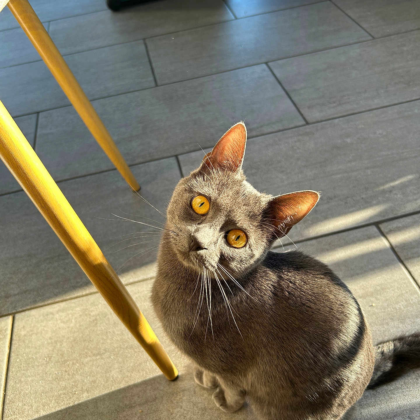 Moon participe au concours pour gagner de l'argent avec cette photo : abyssinian, accessories, animal, blackcat, cat, chair, egyptiancat, flagstone, furniture, kitten, manx, path, pet, plywood, slate, strap, tile, walkway, wood