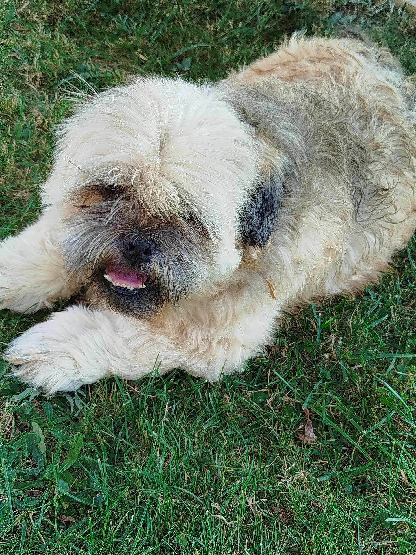 Rounty participe au concours pour gagner de l'argent avec cette photo : dog, fluffy, grass, outdoor, pet, animal, cute, resting, tongue, fur, canine, nature, lying_down, happy, friendly, mammal, companion, playful, summer, closeup