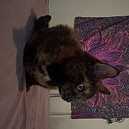 Colors joined the competition — help win amazing prizes! cat, tortoiseshell_cat, bed, tapestry, indoor, furniture, wall, curious, pet, animal, sleeping_area, colorful, pattern, cozy, domestic, resting, feline, ears, whiskers, fur