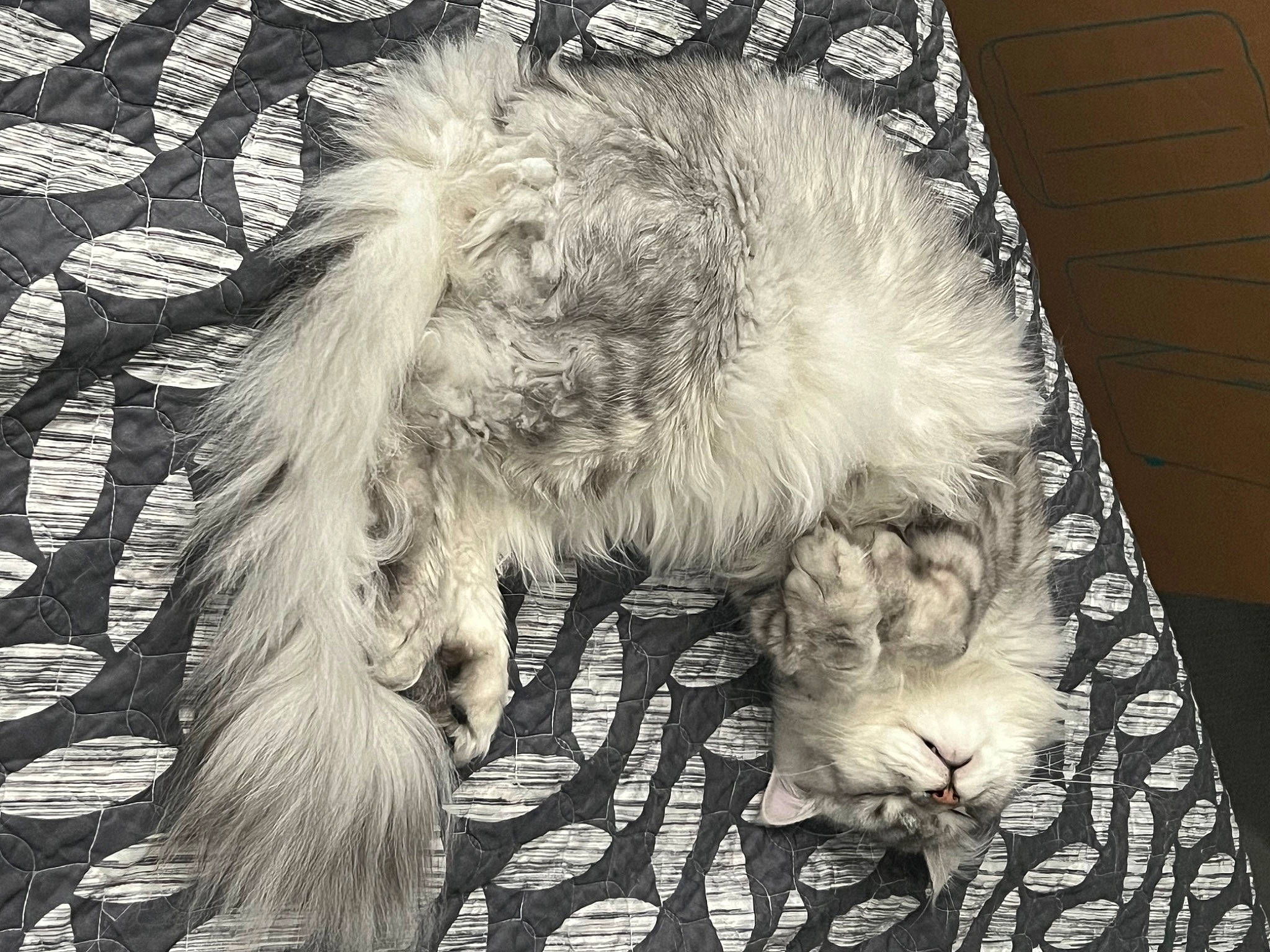 Emmett is registered to the contest to win money with this photo: art, canidae, carnivore, claw, companion_dog, dog_breed, feather, felidae, fur, grey, monochrome, monochrome_photography, pattern, paw, small_to_medium_sized_cats, sporting_group, style, tail, terrestrial_animal, whiskers