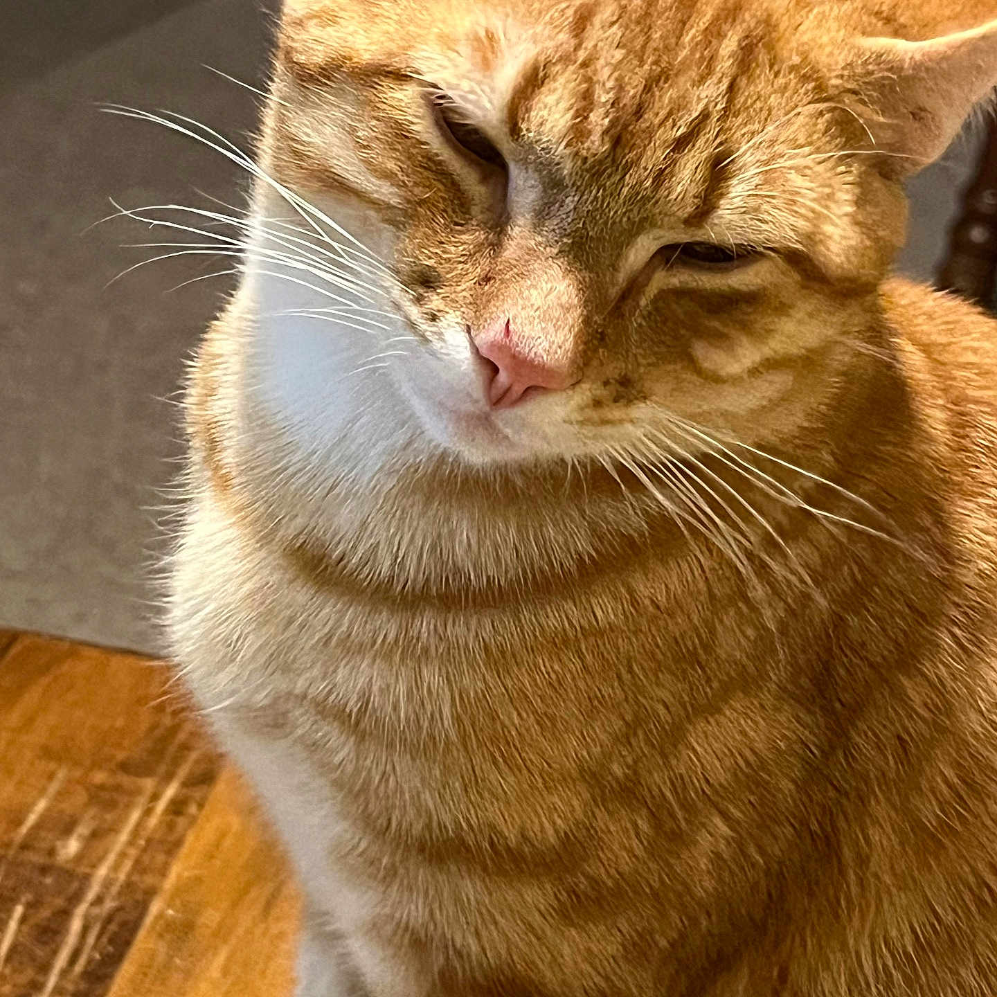 Hank is registered to the contest to win money with this photo: abyssinian, animal, cat, hardwood, indoors, interiordesign, kitten, manx, person, pet, plywood, sleeping, stainedwood, wood