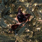 Tilly joined the competition — help win amazing prizes! cat, siamese_cat, christmas_tree, pine_branches, holiday_lights, indoor, pet, animal, curious, playful, green, decorations, festive, closeup, face, whiskers, ears, nature, tree, lighting