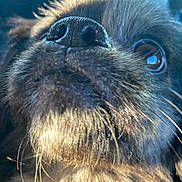 Bentley is registered to the contest to win money with this photo: dog, close_up, snout, whiskers, fur, eye, animal, pet, curious, sunlight, portrait, cute, nose, black_fur, furry, muzzle, domestic_animal, outdoor, canine