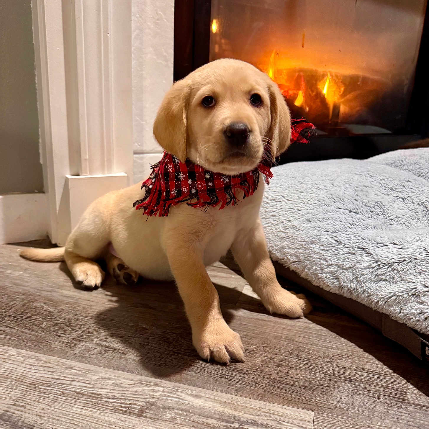 Milo Frost Bailly is registered to the contest to win money with this photo: animal, comfort, cozy, cute, dog, domestic_animal, fireplace, floor, fur, golden_retriever, home, indoor, pet, portrait, puppy, relaxing, scarf, warm, wooden_floor, young