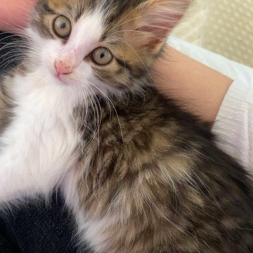 Channa a rejoint le concours — aidez-le/la à gagner de superbes lots ! kitten, cat, furry, pet, cute, animal, indoor, lap, white, brown, black, fur, ears, eyes, young, domestic, cozy, resting, person, soft