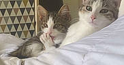 Channa participe au concours pour gagner de l'argent avec cette photo : cat, kitten, bed, indoor, feline, white_bedspread, relaxed, grooming, paw, patterned_drawer, furniture, domestic_animal, cute, pet, two_cats, resting, cozy, living_room, soft_light, animal